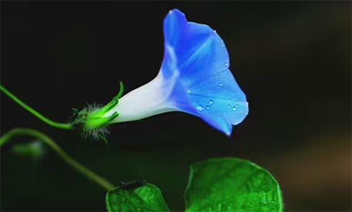 ţıԹ
