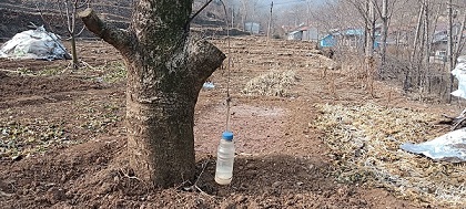 圖為成員杜玉聰拍攝果農(nóng)制作用氣味驅(qū)趕害蟲的簡(jiǎn)易裝置
