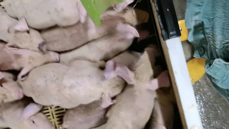 MiһÄt
